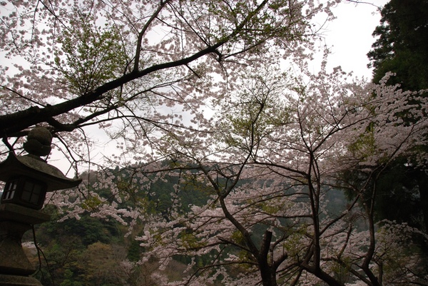 山奥の桜