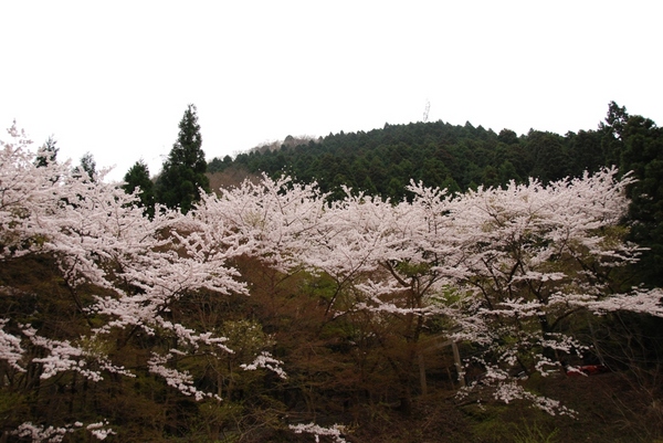 山奥の桜